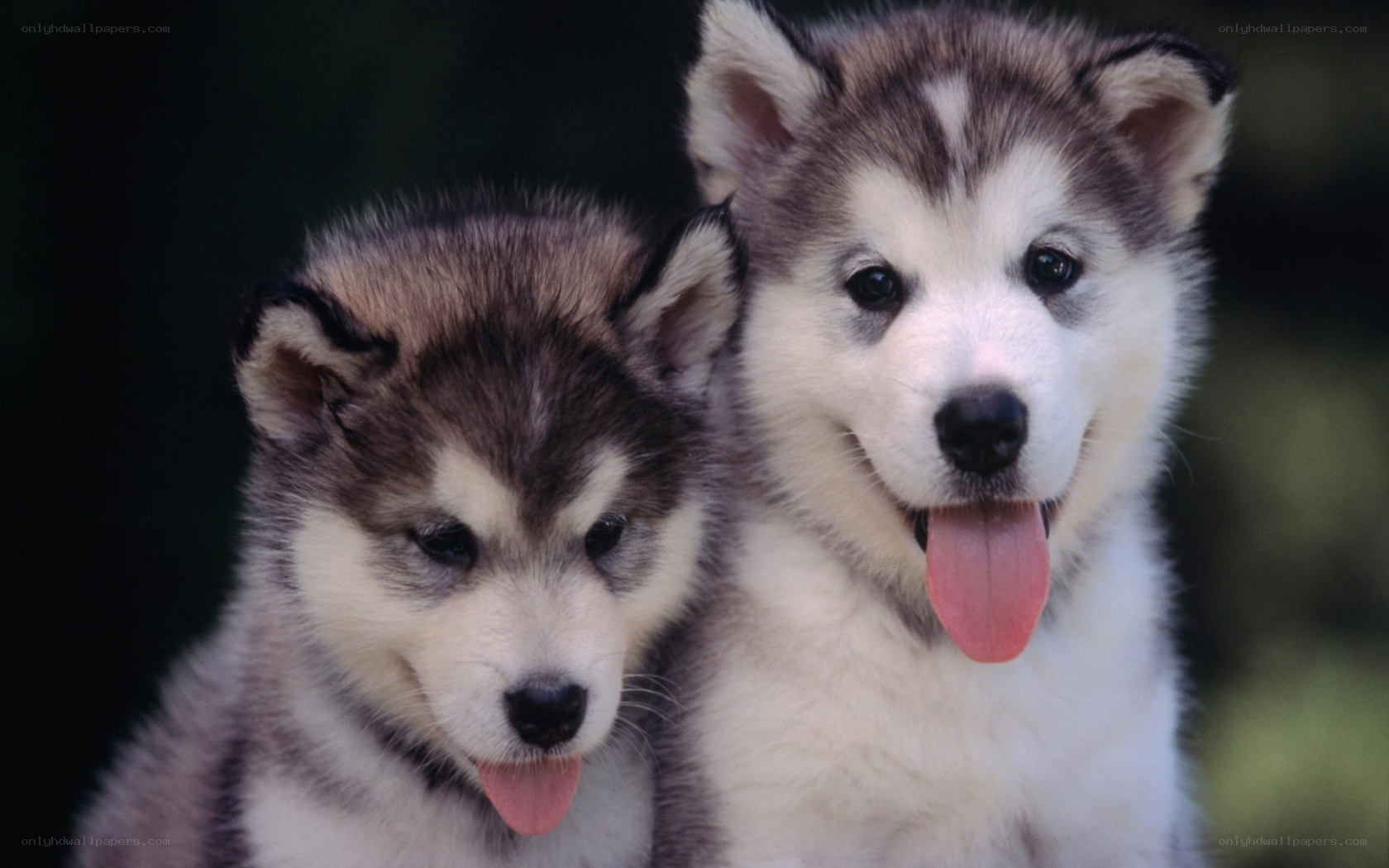 two husky puppies together