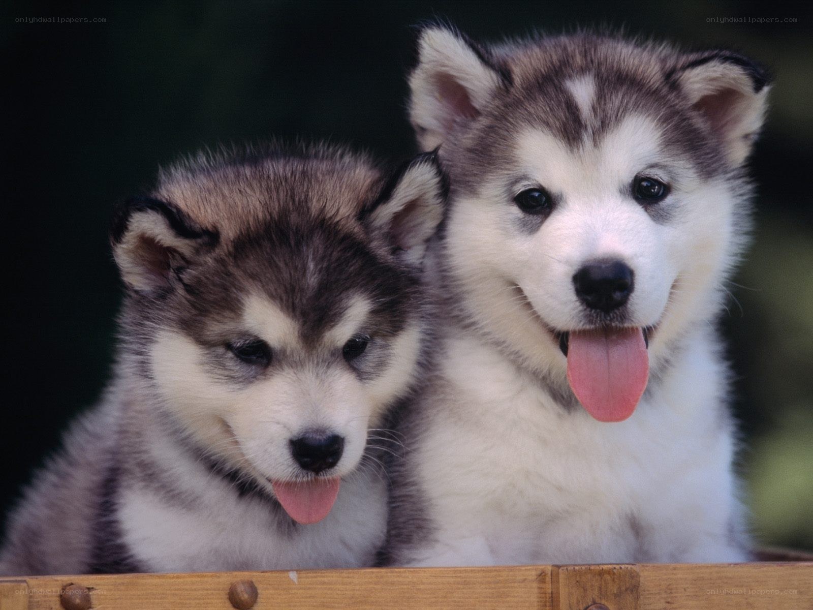 Two husky puppies together