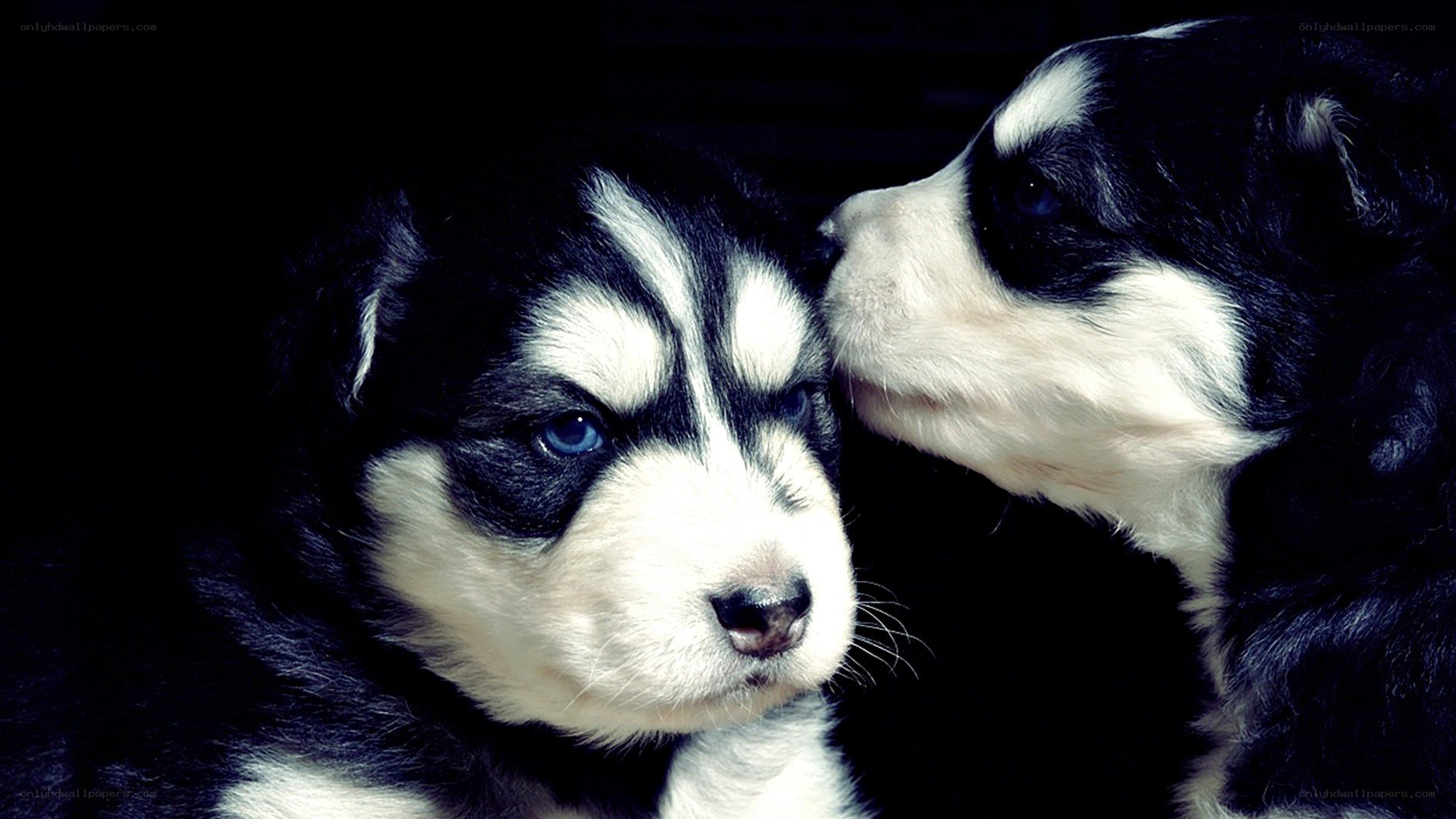 two husky puppies together