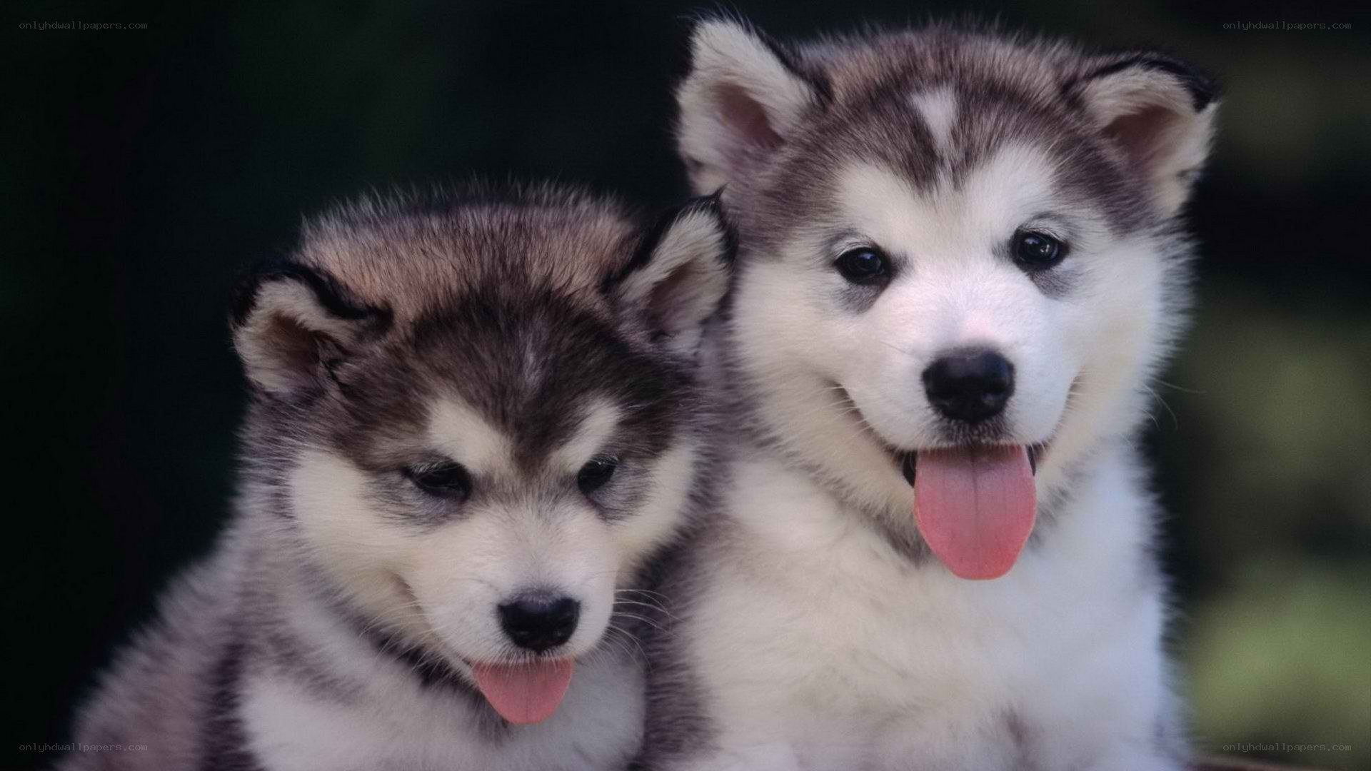 two husky puppies together