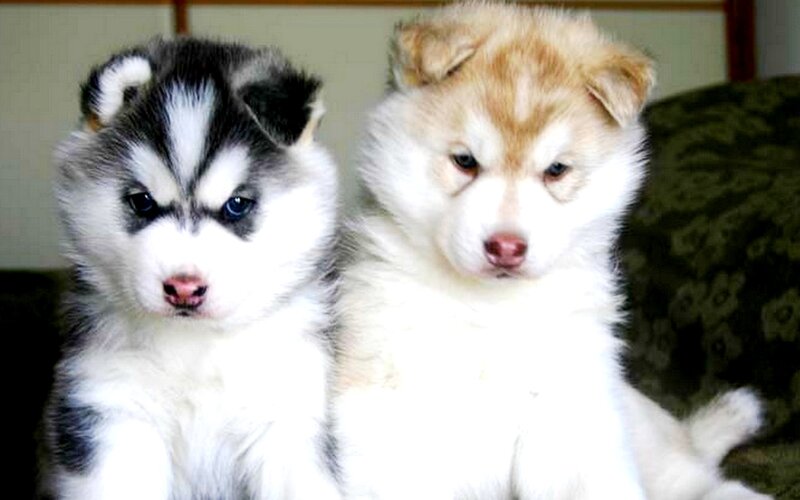 Two Husky Puppies — White, Calm, Photograph, Couch