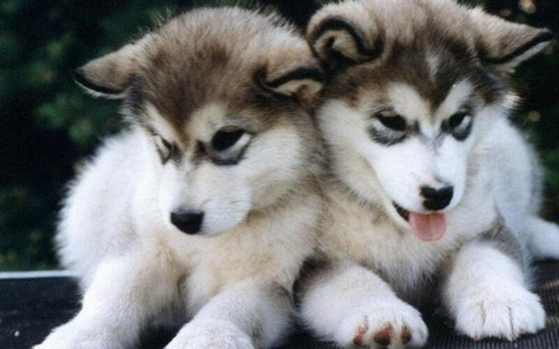 Two Husky Puppies — White, Calm, Photograph