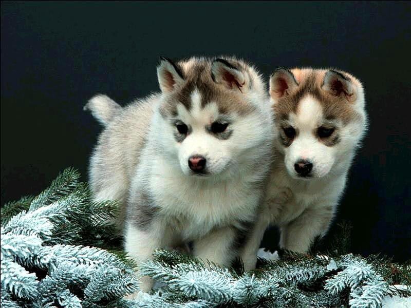 Two Husky Puppies — White, Calm