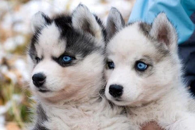 Two Husky Puppies — White, Calm, Winter, Photograph