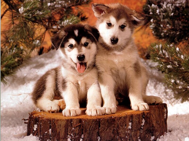 Two Husky Puppies — White, Calm, Winter