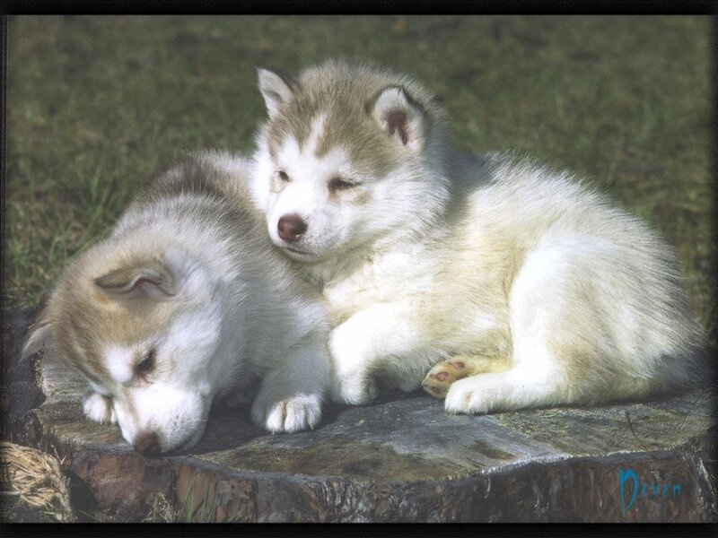 Two Husky Puppies — White, Peaceful, Afternoon