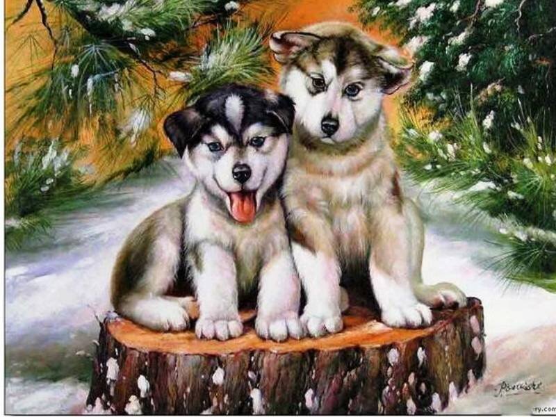 Two Husky Puppies — White, Peaceful