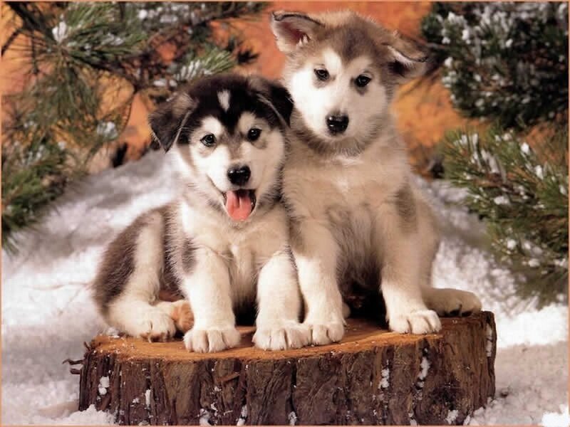 Two Husky Puppies — White, Peaceful, Winter, Photograph