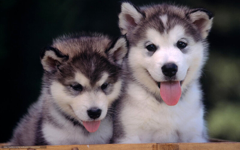 Two Husky Puppies — White, Playful, Photograph, Tongue