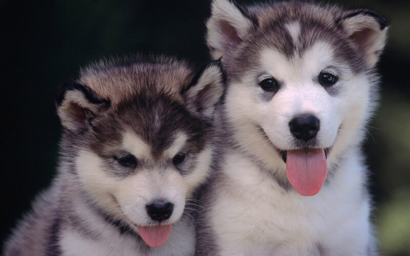 Two Husky Puppies — White, Playful, Photograph, Tongues