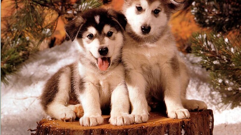 Two Husky Puppies — White, Playful, Winter, Photograph