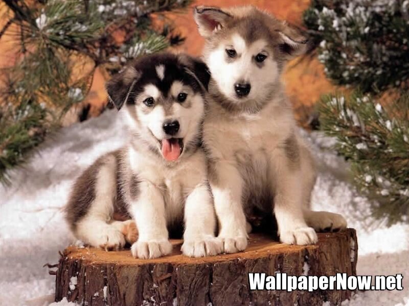 Two Husky Puppies — White, Playful, Winter