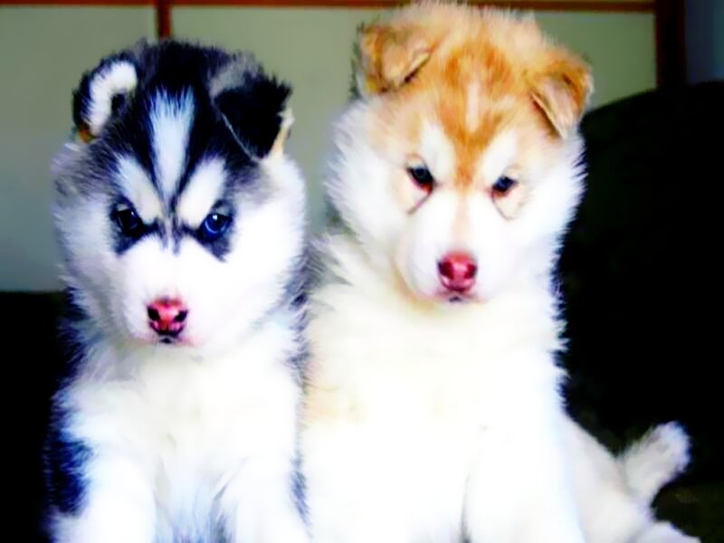 Two Husky Puppies — White