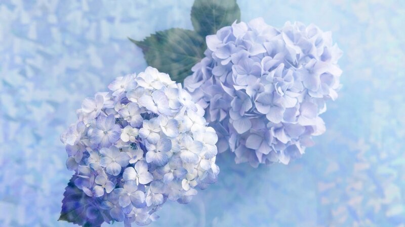 Two Hydrangea Flower Clusters — Blue