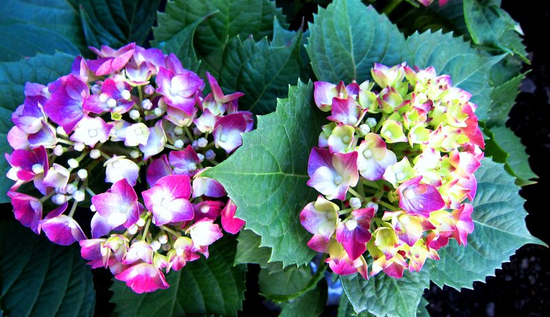 Two Hydrangea Flower Clusters