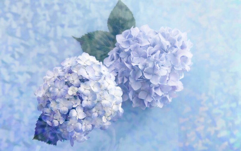 Two Hydrangea Flower Heads — Blue, Serene, Photograph, Leaves