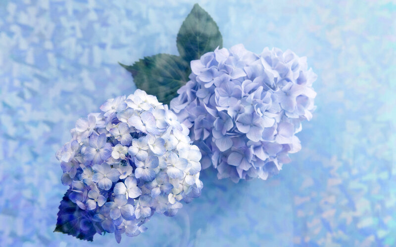 Two Hydrangea Flower Heads — Blue