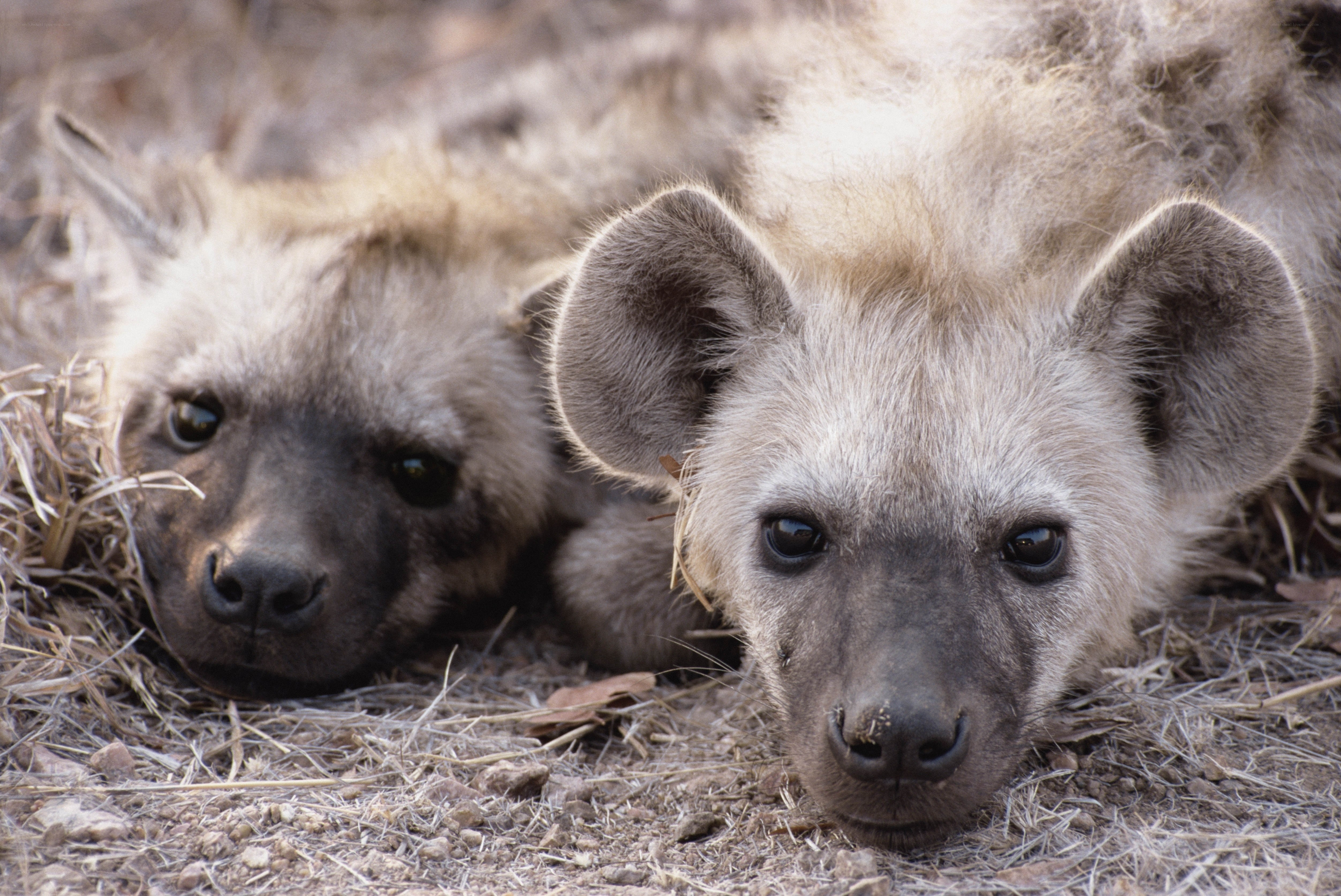 two hyena cubs resting
