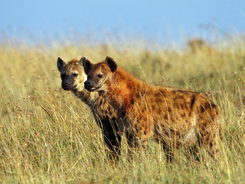 Two Hyenas in Grass — Brown