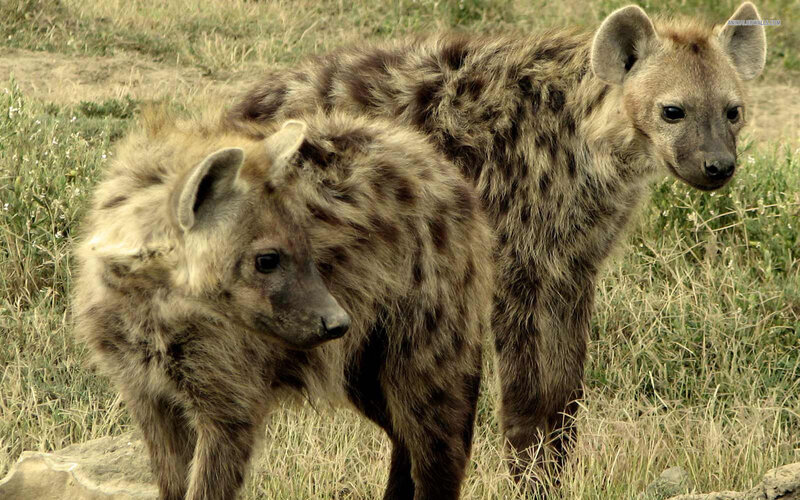Two Hyenas in Grass