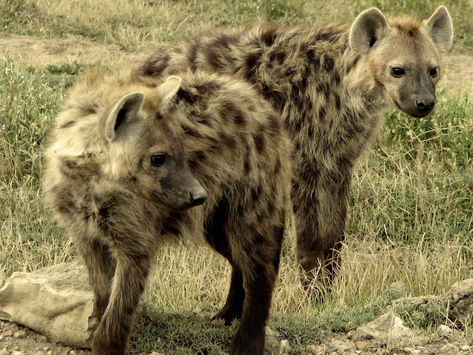Two hyenas in grassland