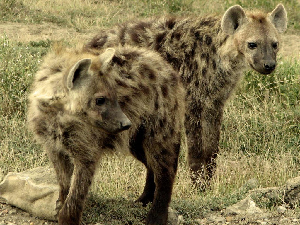 Two hyenas in grassland