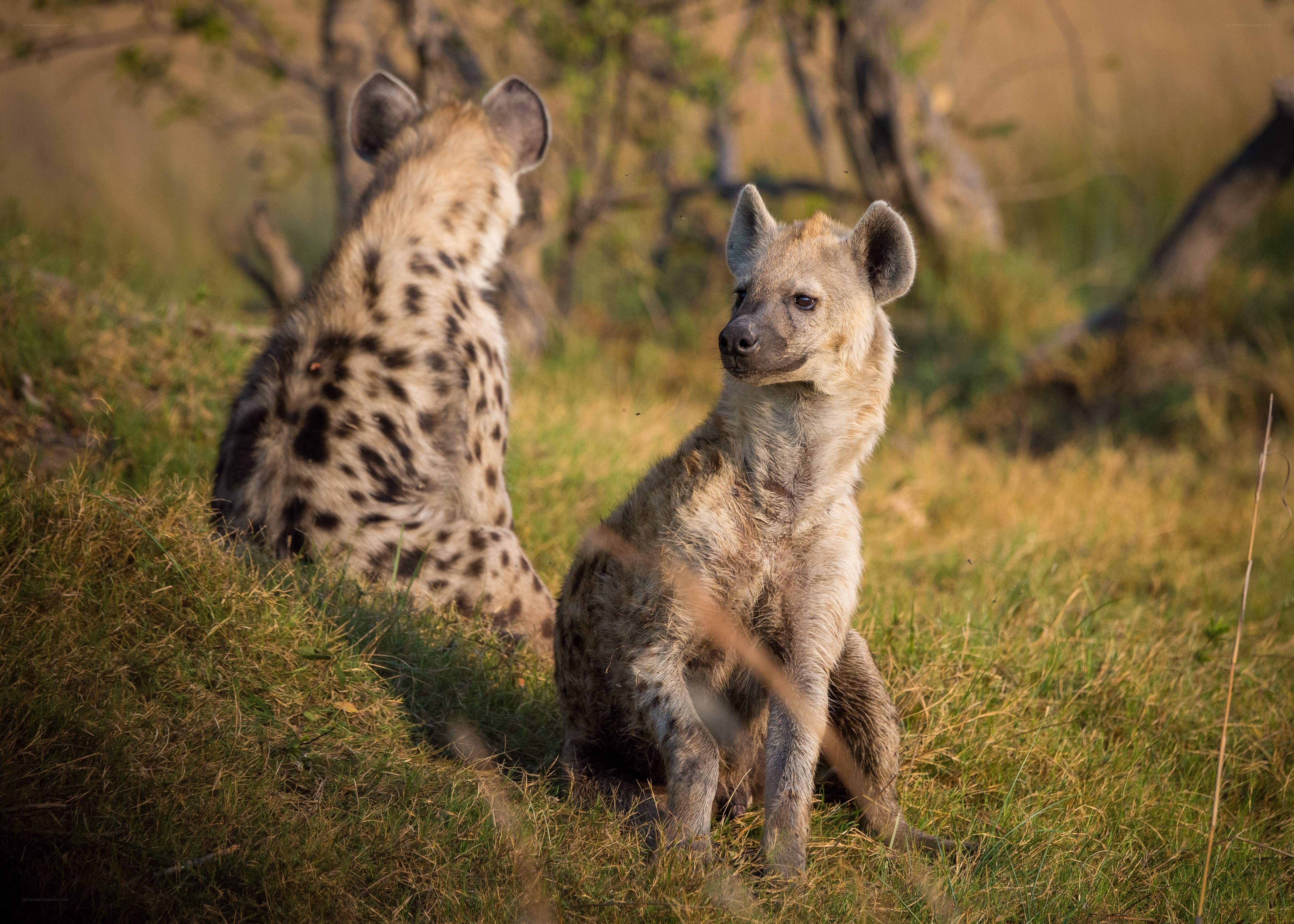 Two hyenas in grassy field