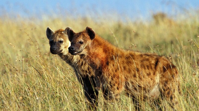 Two hyenas in tall grass