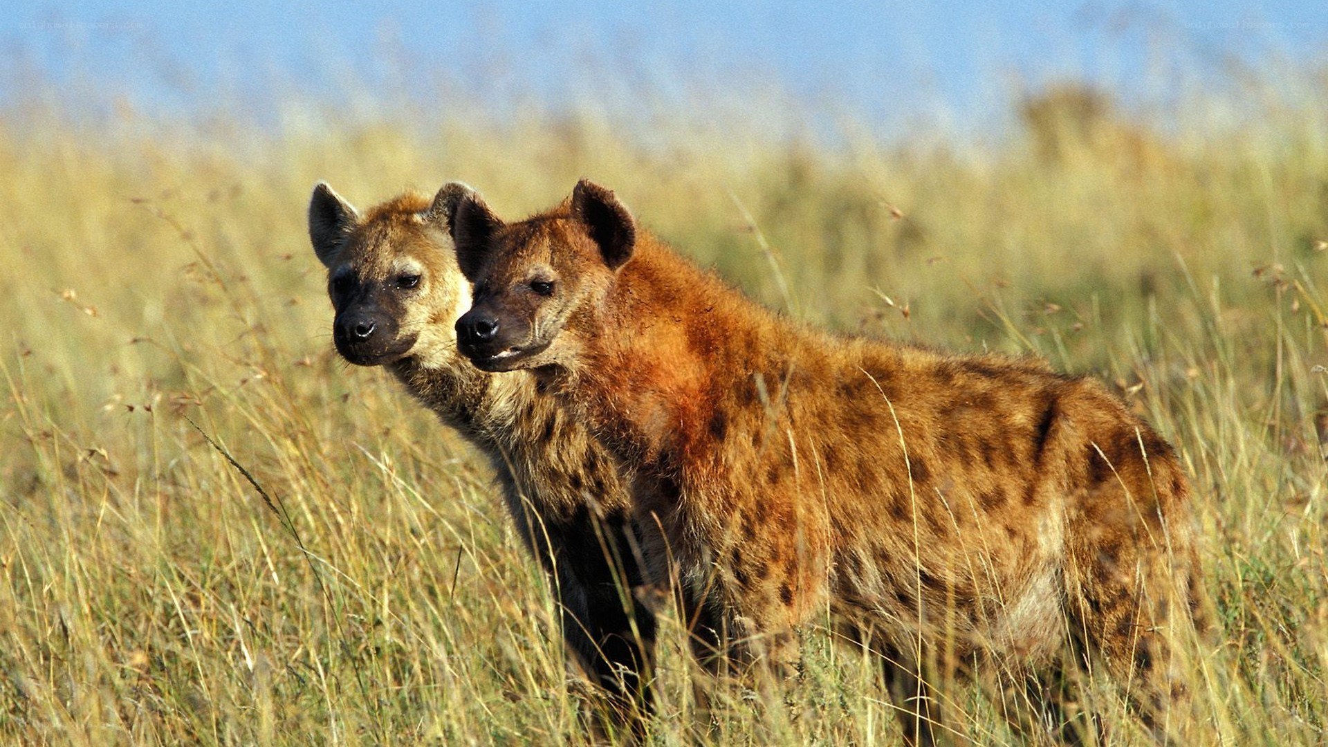 Two hyenas in tall grass