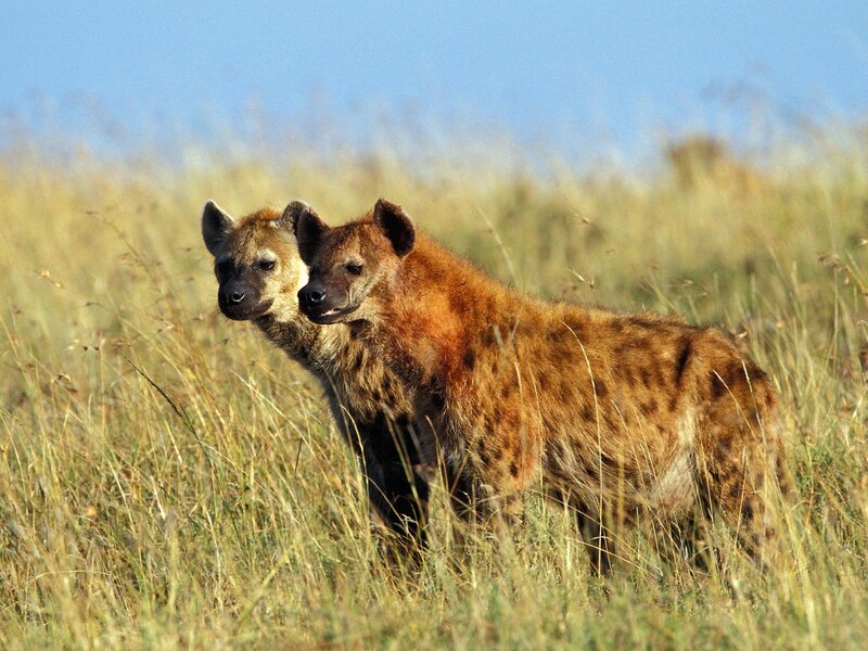 Two hyenas in tall grass