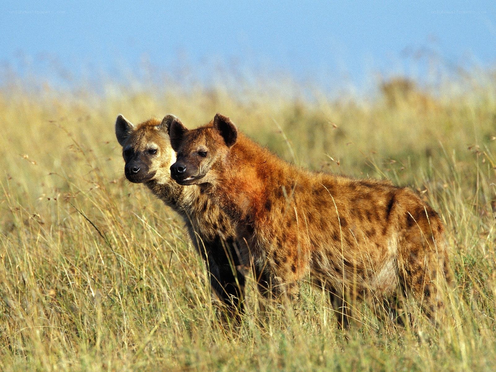 Two hyenas in tall grass