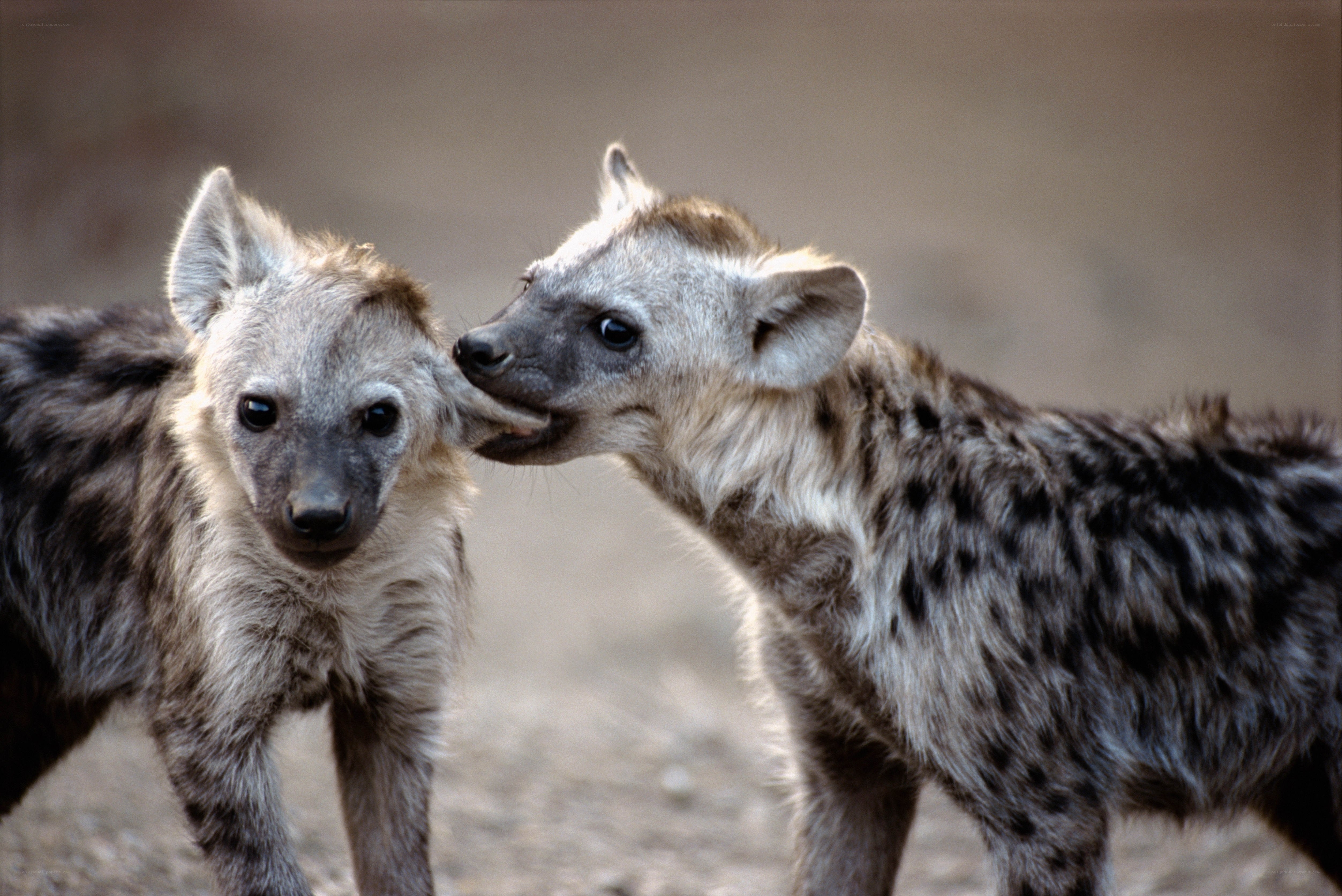 Two hyenas interacting