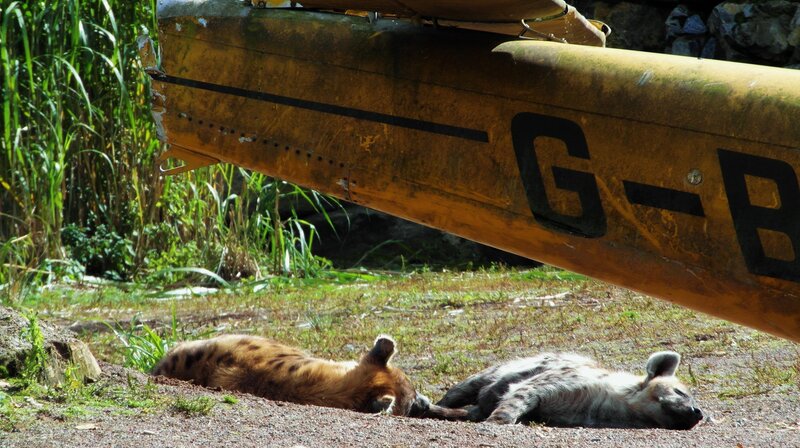 Two Hyenas Resting — Brown