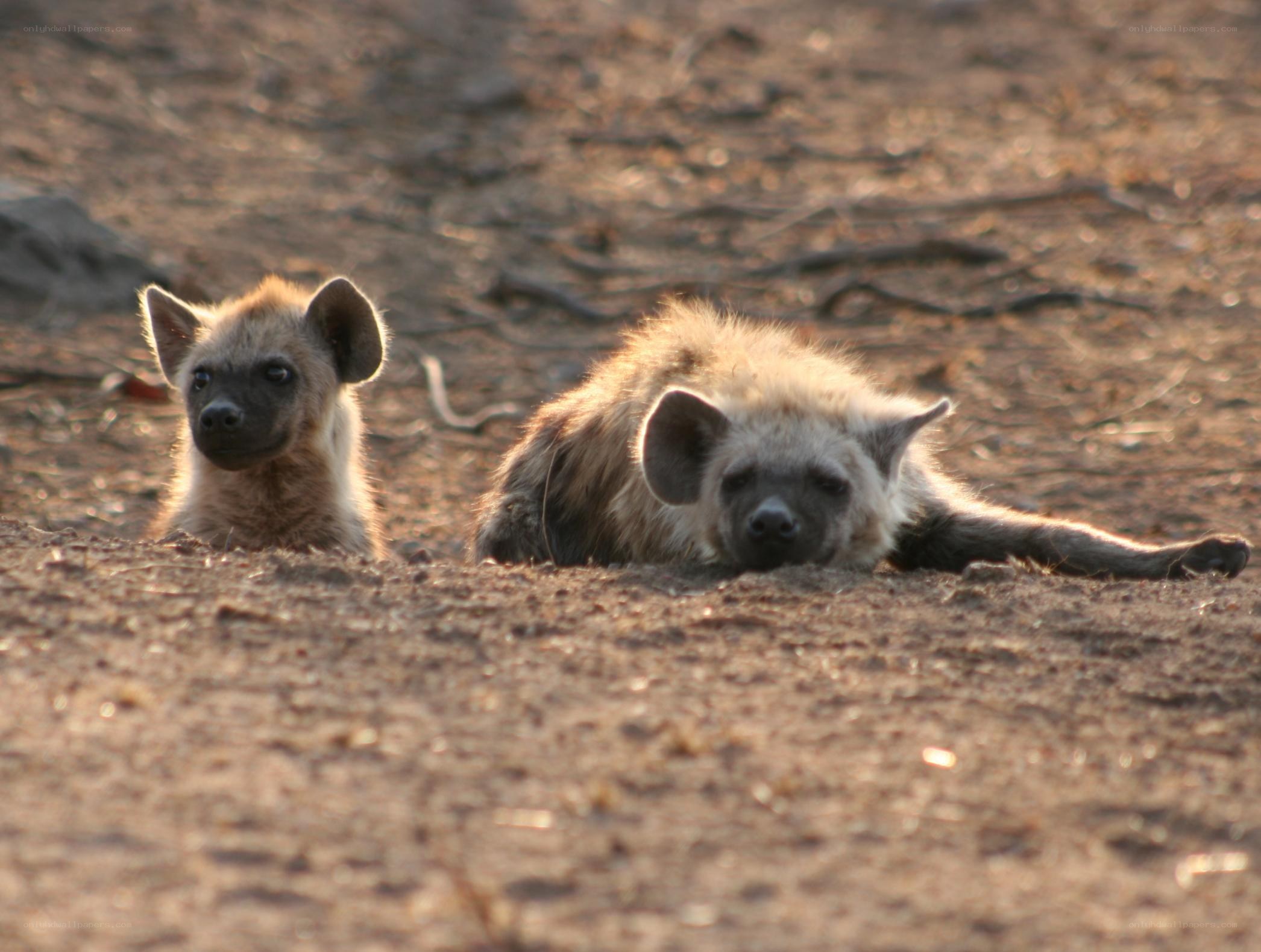 Two hyenas resting on ground
