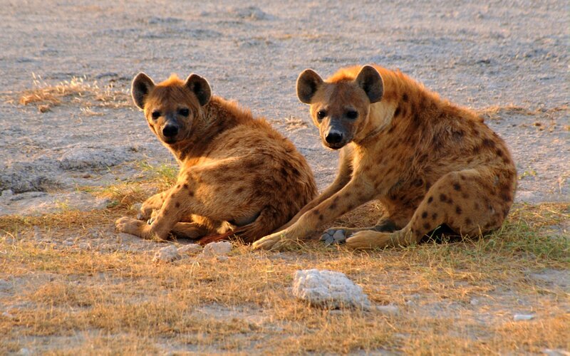 Two Hyenas Resting