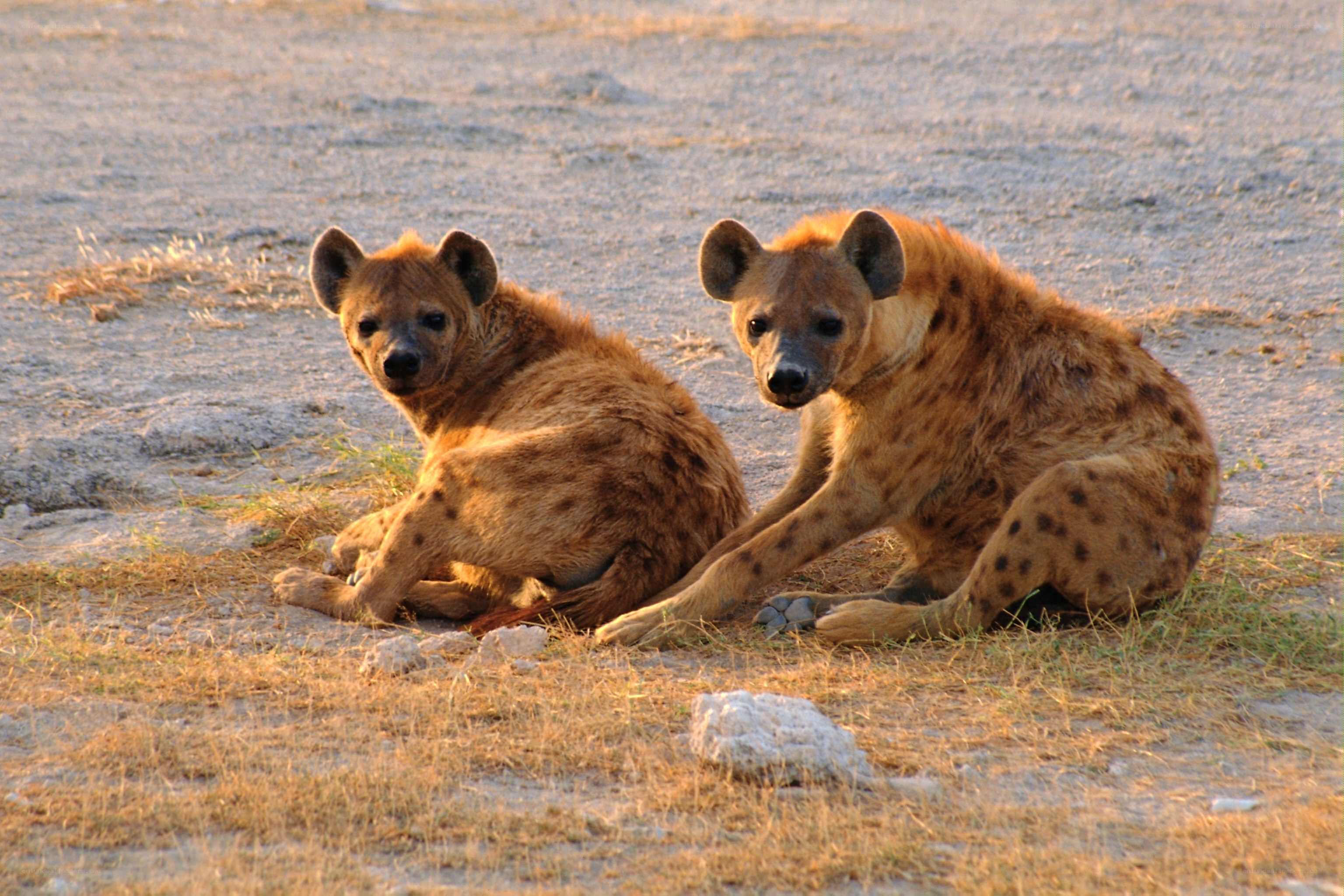 Two hyenas resting together