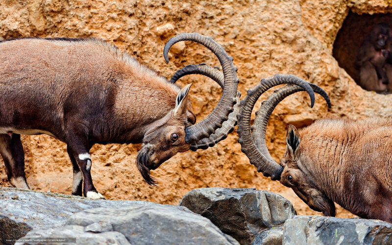 Two Ibex Fighting — Brown, Dramatic, Afternoon