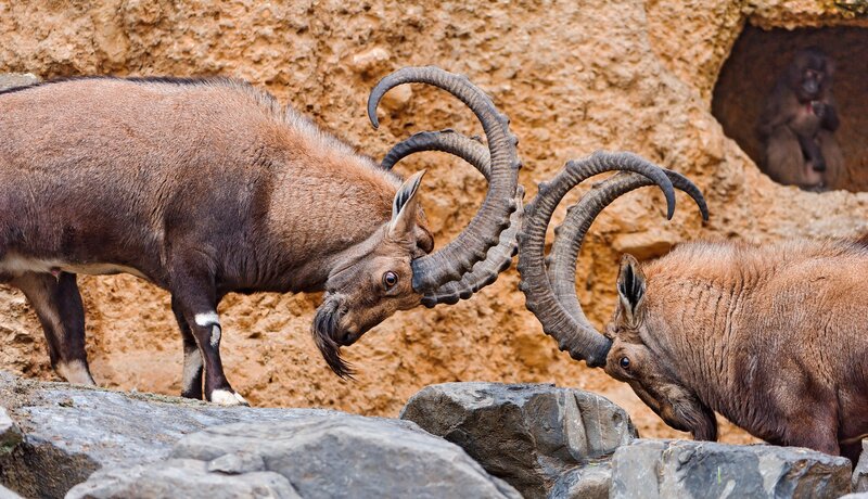 Two Ibex Fighting — Brown, Dramatic, Photograph