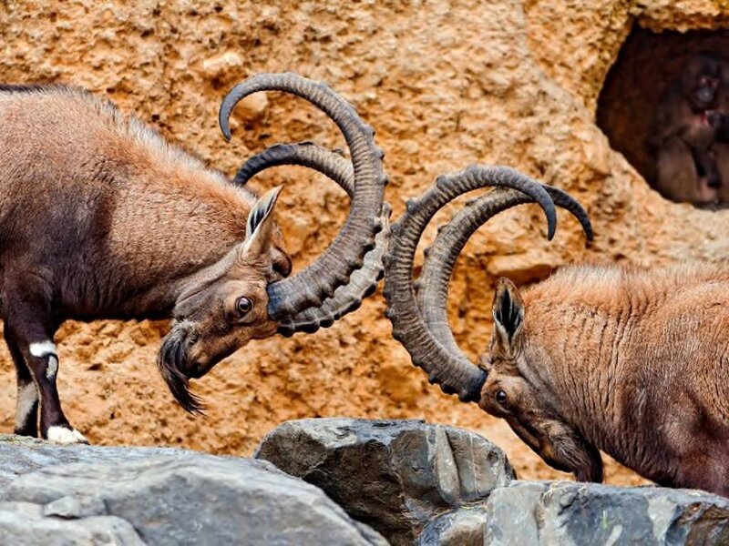 Two Ibex Fighting — Brown, Dramatic