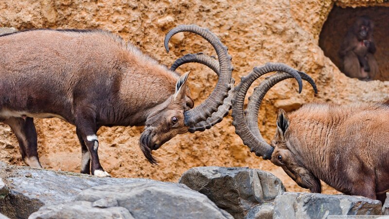 Two Ibex Fighting — Brown