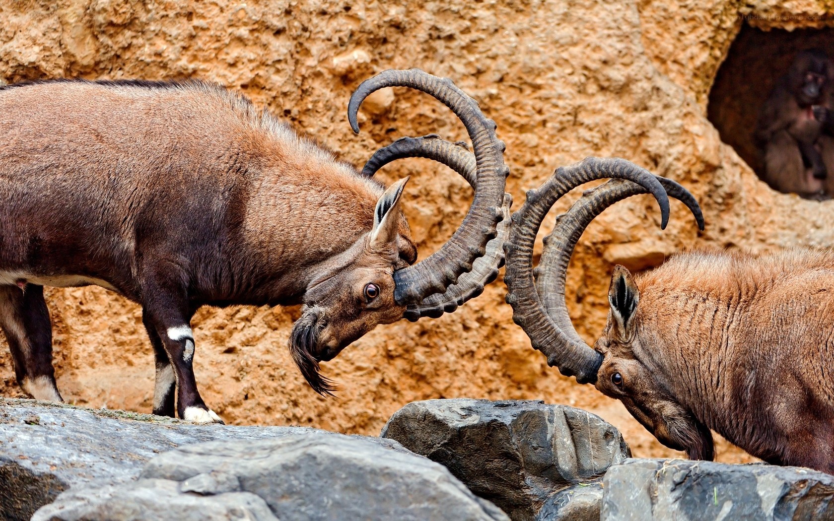 Two ibex fighting on rocks