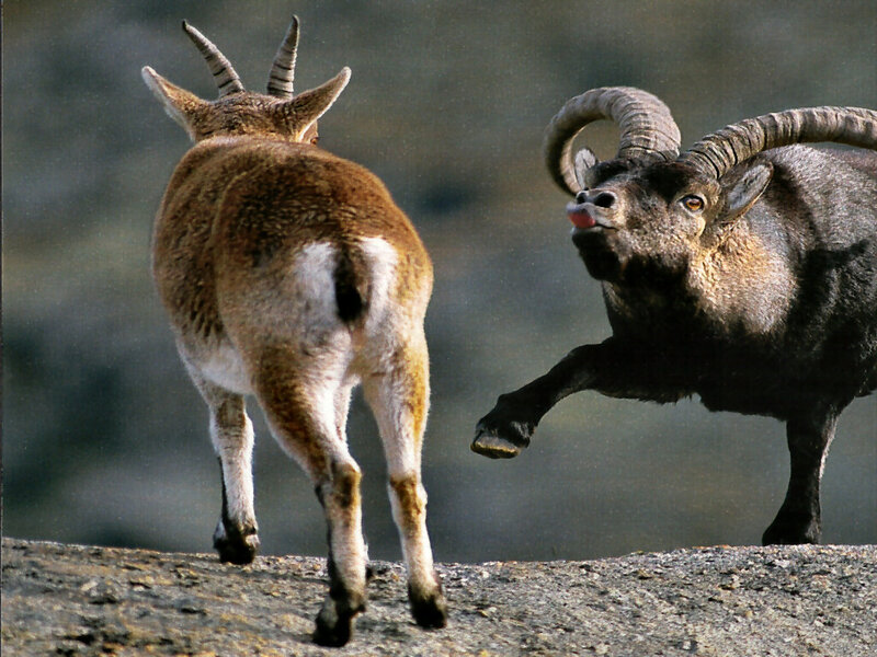 Two Ibex Fighting