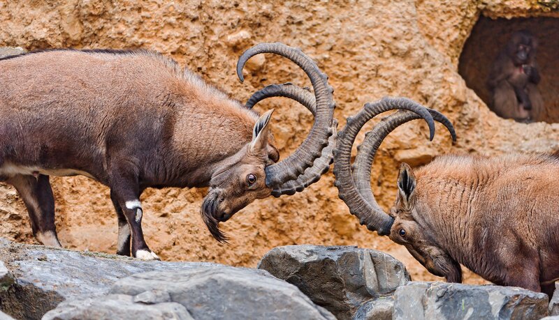 Two ibex fighting with horns