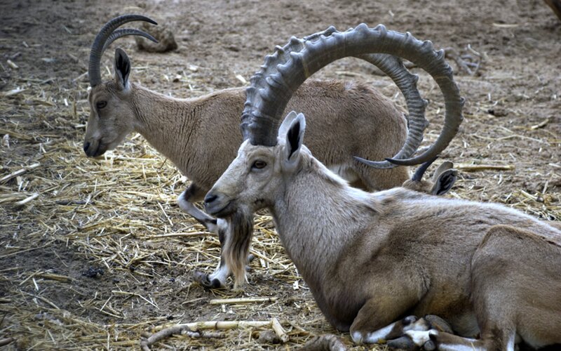 Two Ibex Goats