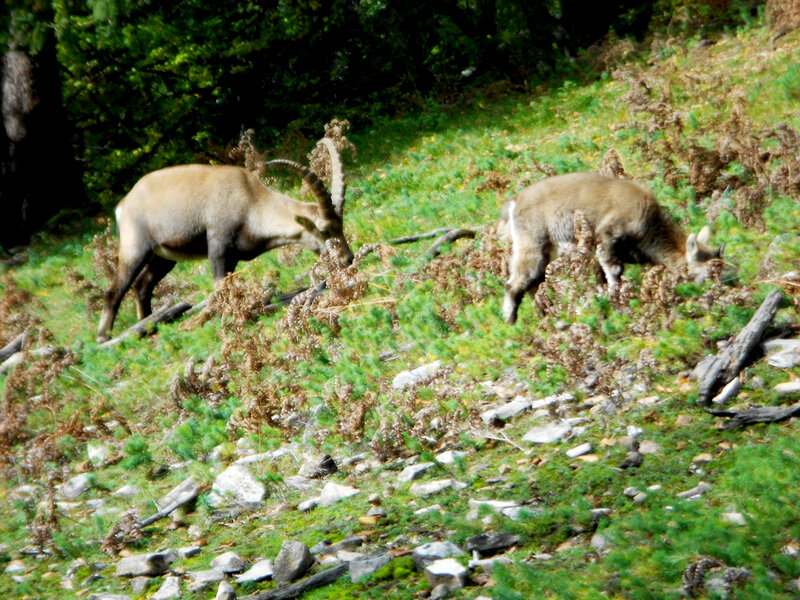 Two Ibex Grazing