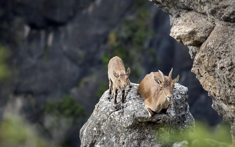Two Ibex on a Rock — Brown