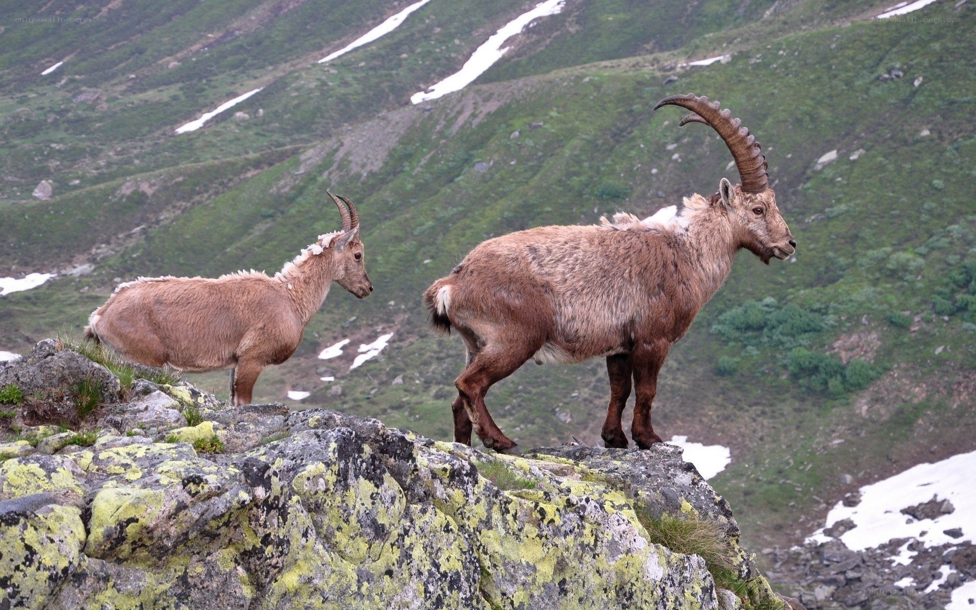 Two ibex on a rocky cliff