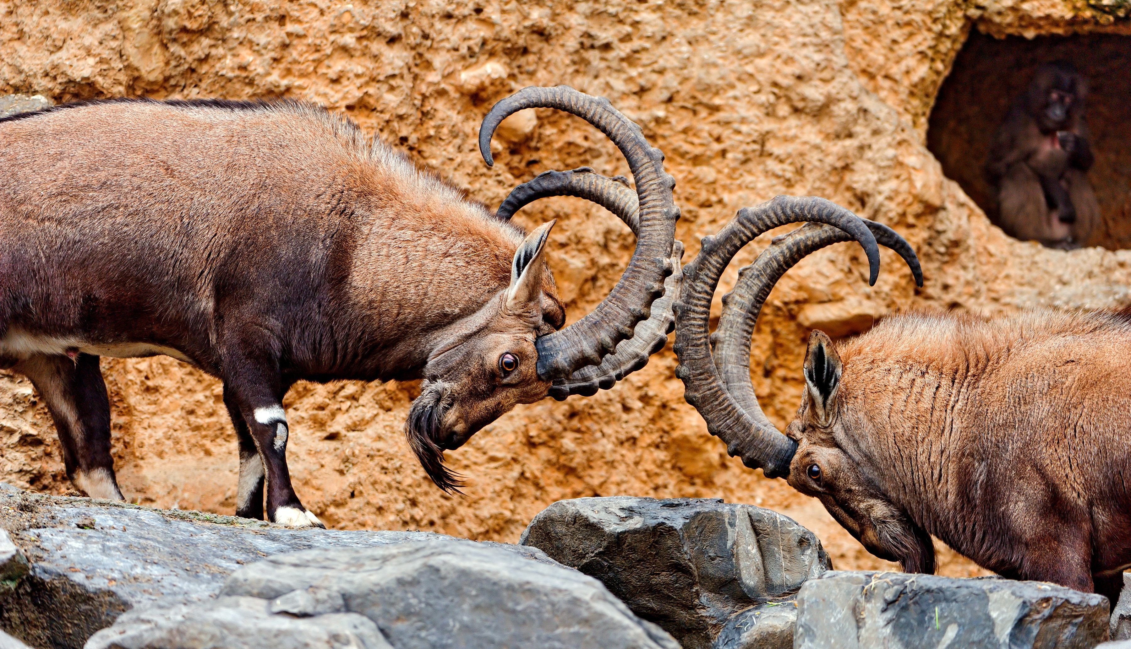 Two ibexes fighting