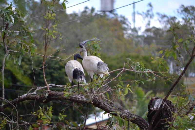 Two Ibis Birds