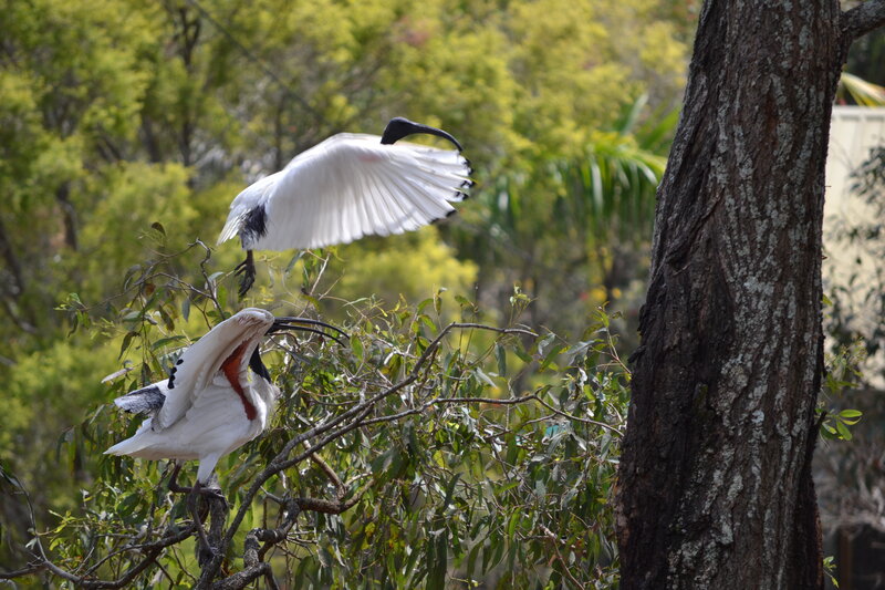 Two Ibis Birds — White